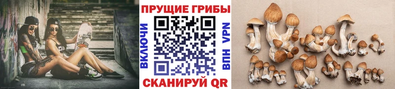 Купить закладки  Чаплыгин  Псилоцибиновые грибы MAGIC MUSHROOMS